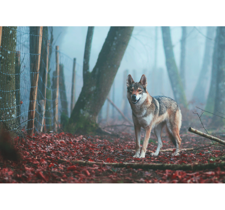 Animals wall mural wolf in misty forest - TenStickers