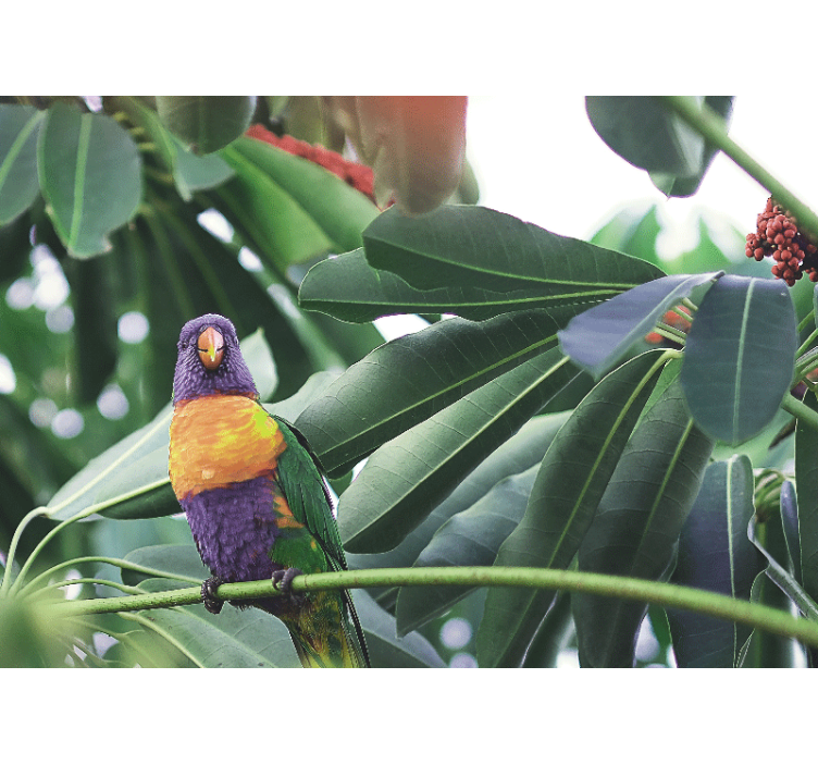 Animals wall mural colorful parrot perched - TenStickers