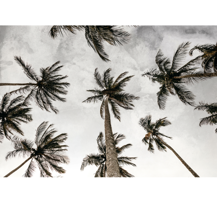 Wall mural nature palm tree canopy - TenStickers
