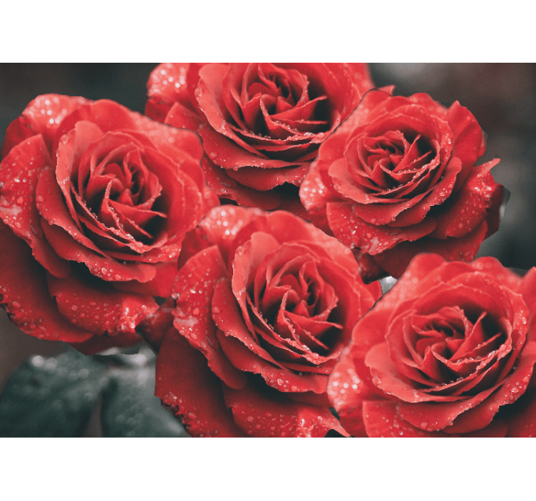 Flower wall mural crimson rose blooms - TenStickers