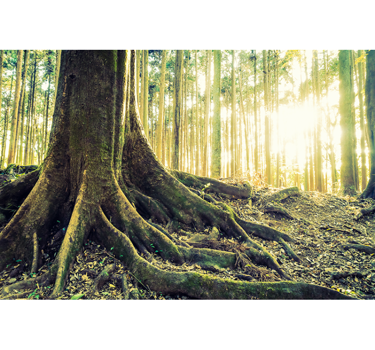 Forest wall mural sunlit tree roots - TenStickers