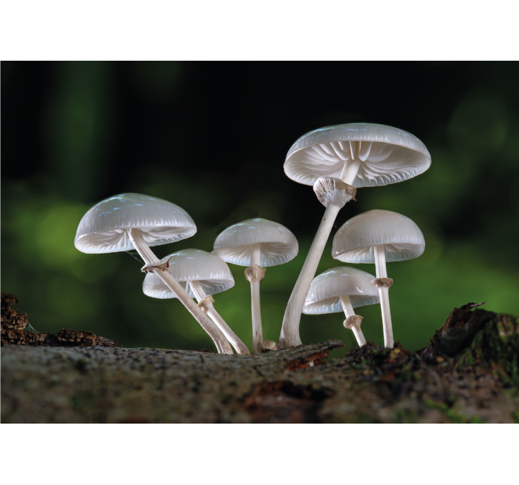 Wall mural nature mushroom cluster growth - TenStickers
