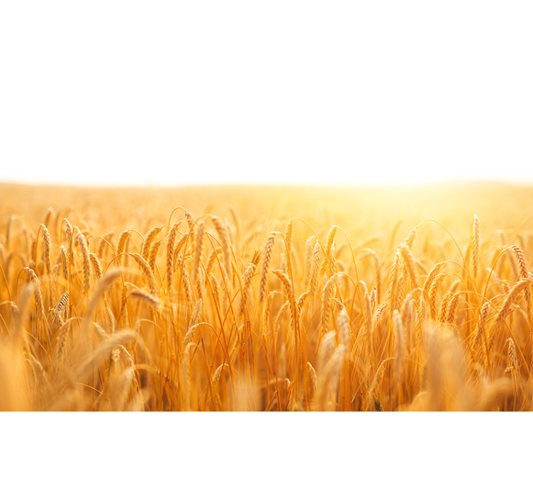 Wheat field aesthetic colours nature wall mural - TenStickers