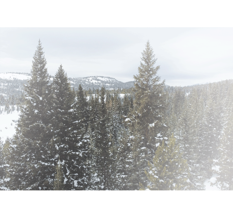 Wall mural nature snowy evergreen landscape - TenStickers