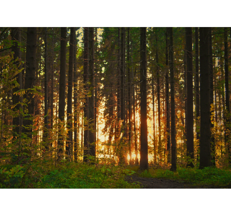 Forest trees with sun rays  Wall Mural - TenStickers