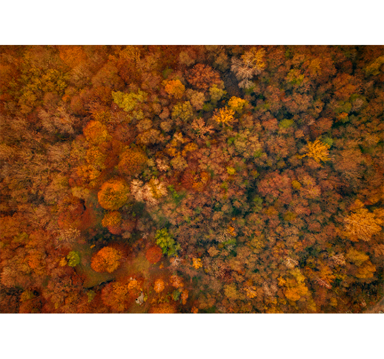 Wall mural nature autumn canopy view - TenStickers