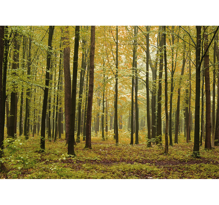 Forest wall mural autumn woodland scene - TenStickers