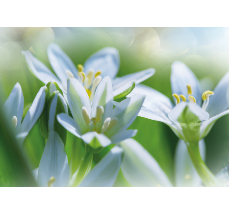 Gentle white blossoms flower wall mural - TenStickers