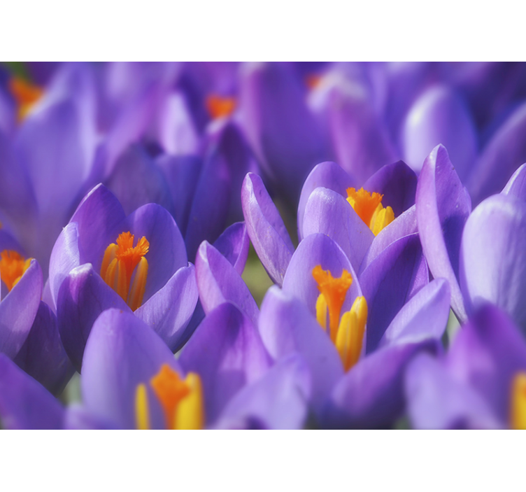 Flower wall mural purple crocus blooms - TenStickers