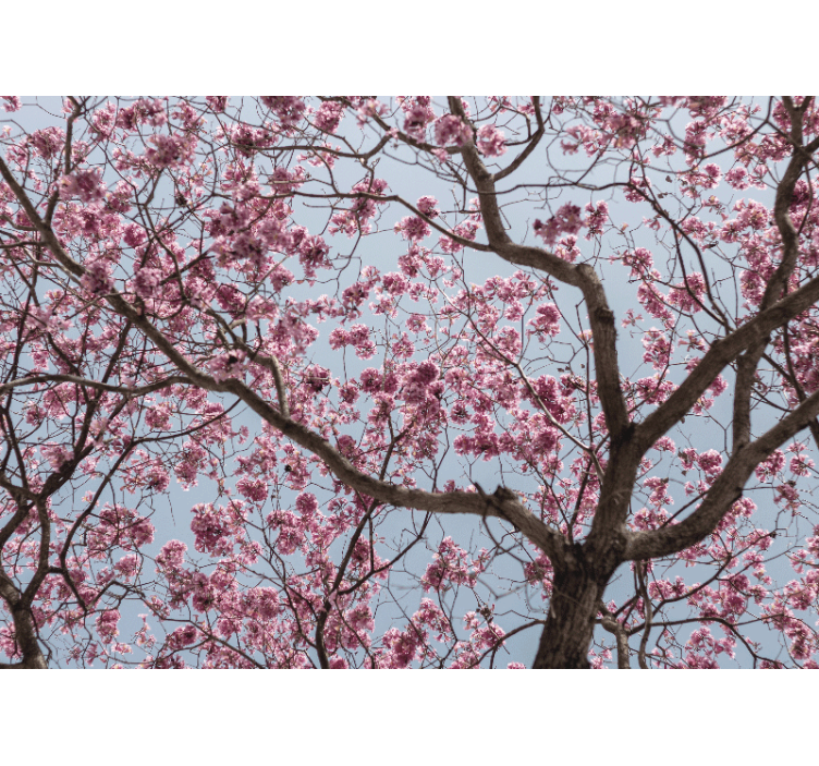 Flower wall mural cherry blossom stem - TenStickers