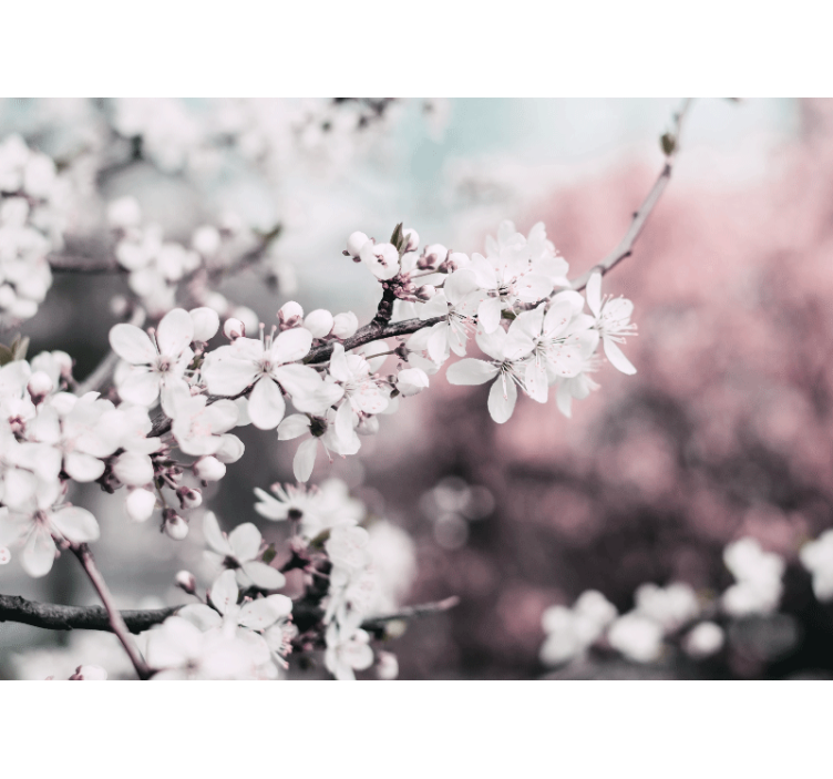 Flower wall mural sakura bloom branch - TenStickers