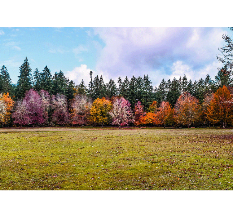 Wall mural nature colorful autumn forest - TenStickers