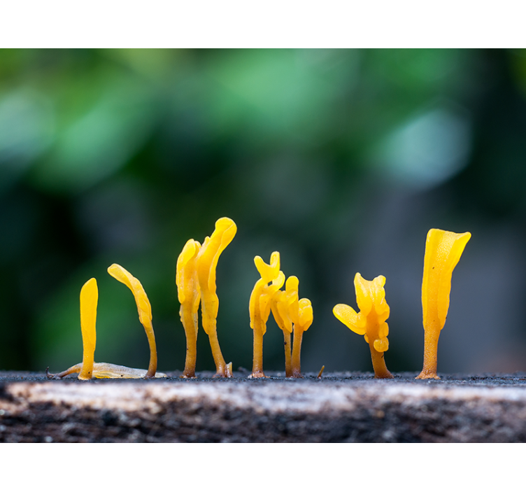 Yellow Fungus Growth wall mural nature - TenStickers