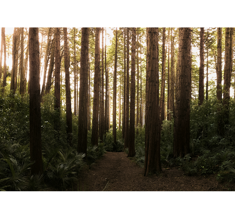 Wall mural nature tall forest trees - TenStickers