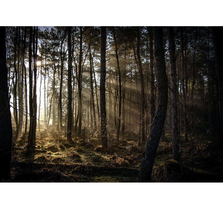Forest wall mural sunlit forest glade - TenStickers