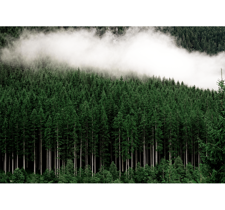 Wall mural nature majestic forest landscape - TenStickers