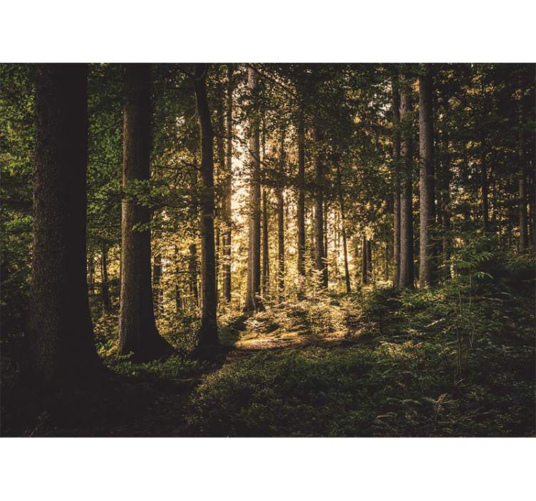 Forest wall mural bright forest path - TenStickers