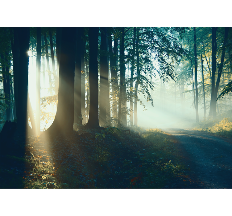 Forest wall mural sun-kissed woodland path - TenStickers