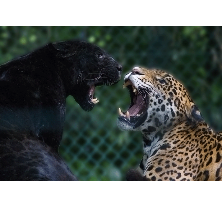 Animals wall mural panther and jaguar design - TenStickers