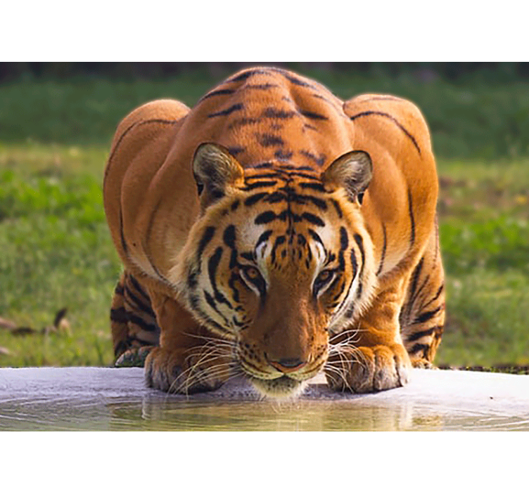 Animals wall mural regal tiger stance - TenStickers