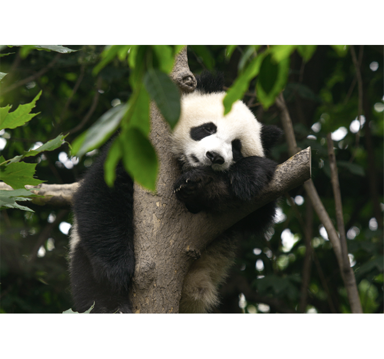 Animals wall mural panda resting in a tree - TenStickers