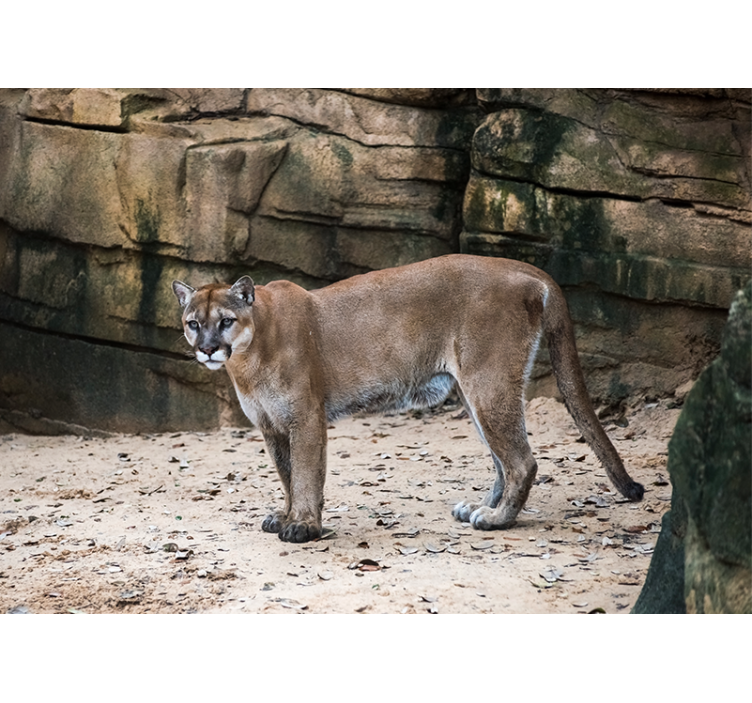 Animals wall mural cougar in habitat - TenStickers
