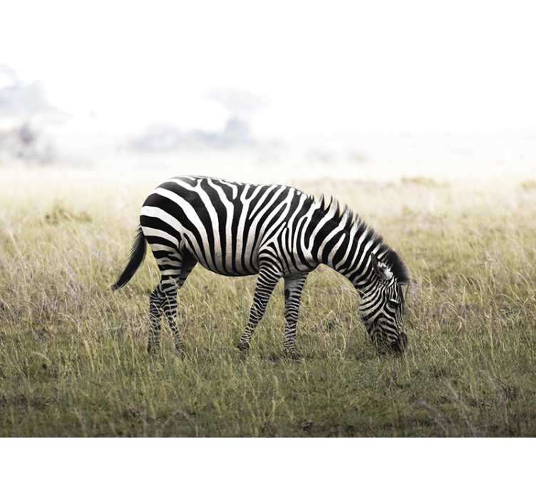 Animals wall mural zebra grazing serenely - TenStickers