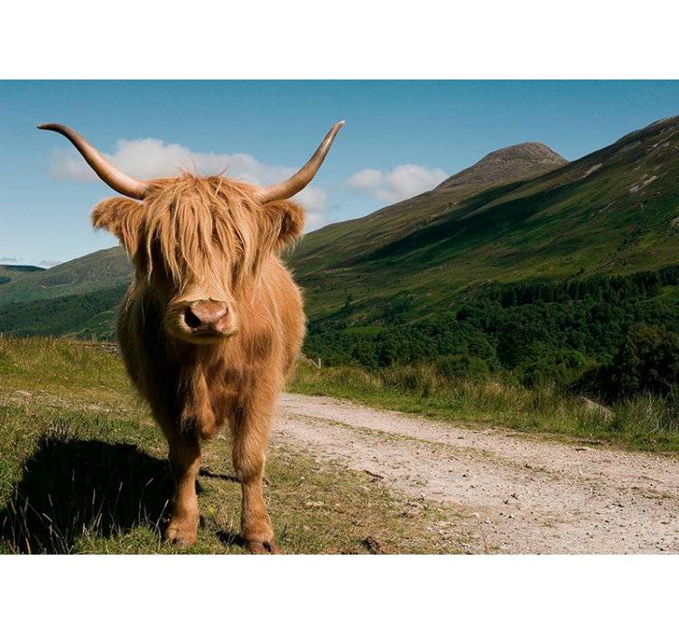 Highland Cattle Portrait animals wall mural - TenStickers