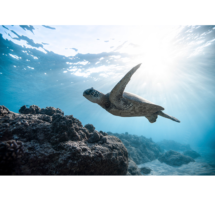 Underwater Turtle Scene animals wall mural - TenStickers