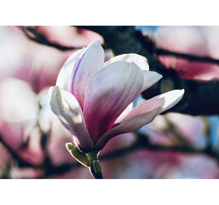 Spring Magnolia Wall Mural - TenStickers