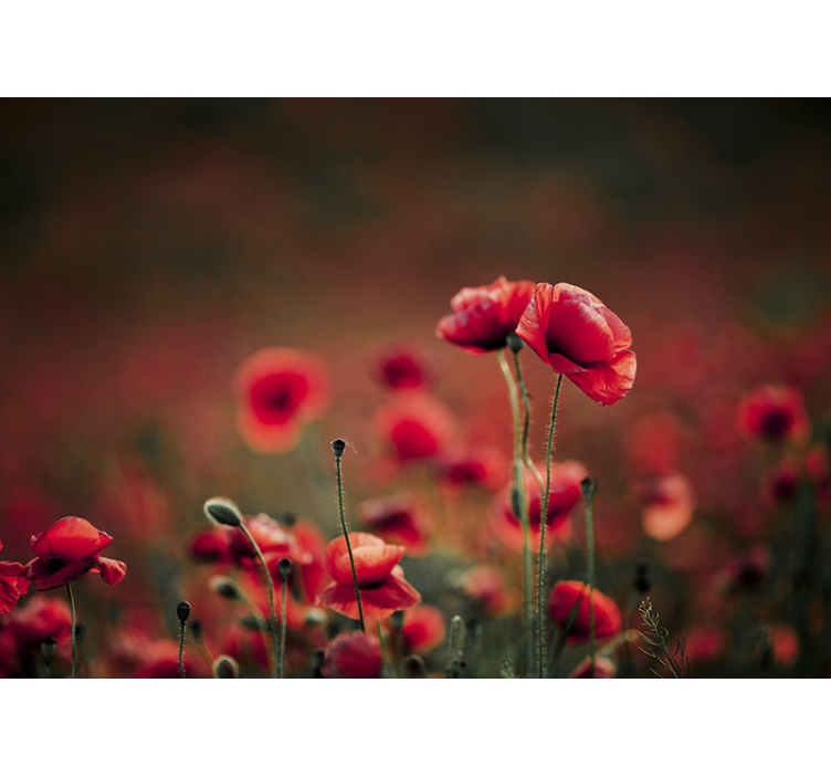 Lush Field poppy wall mural - TenStickers