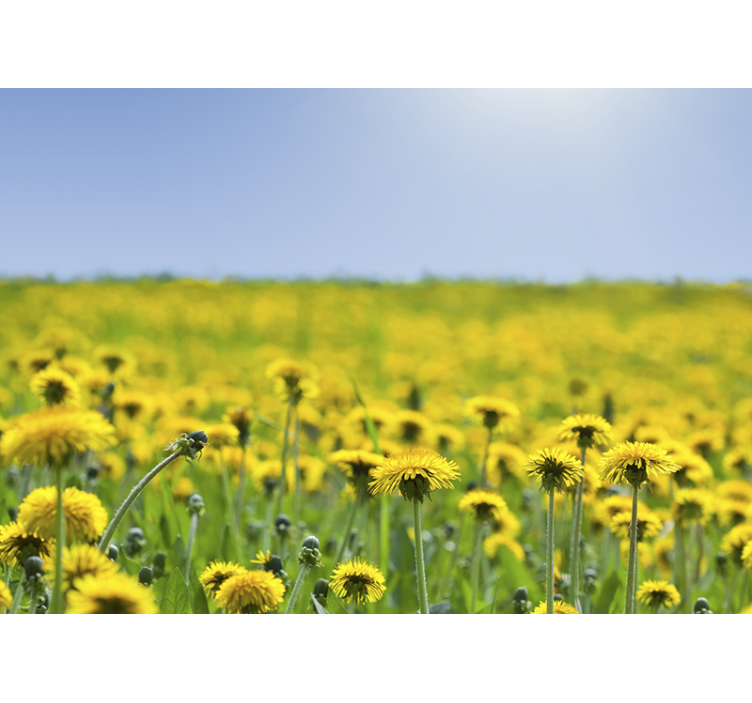 Dandelion field dandelion wall mural - TenStickers