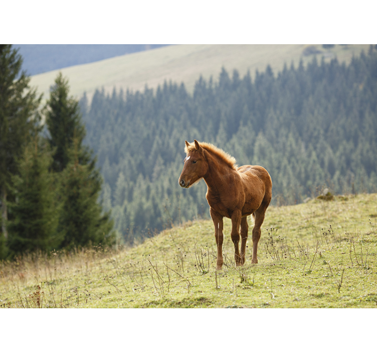 Animals wall mural horse in meadow - TenStickers