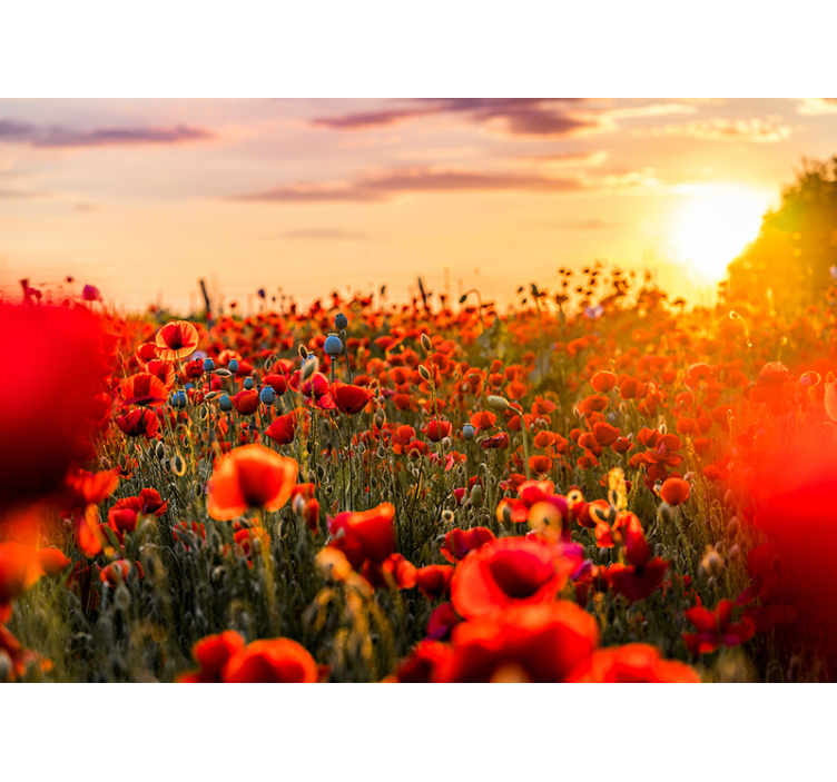 Poppy wall mural radiant poppy field - TenStickers