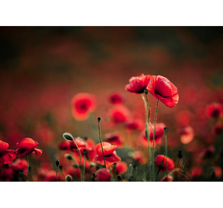 Poppy wall mural brilliant poppy blossoms - TenStickers