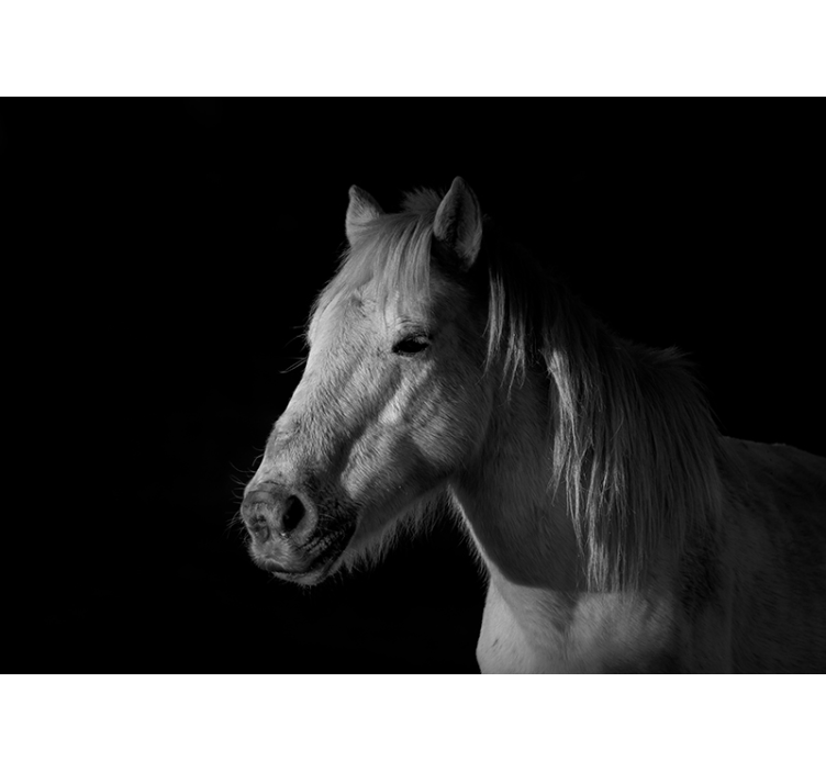 Majestic Horse Portrait animals wall mural - TenStickers