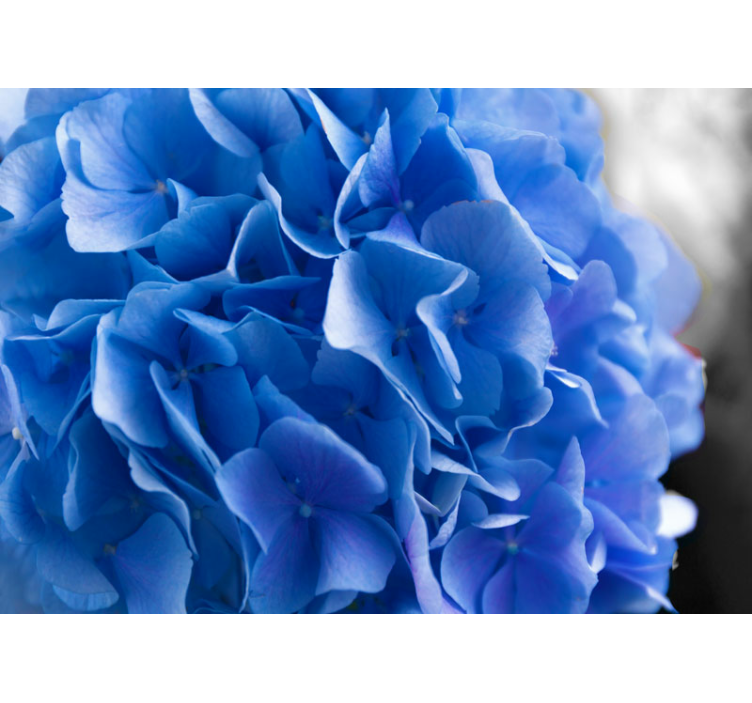 Flower wall mural hydrangea blue blooms - TenStickers