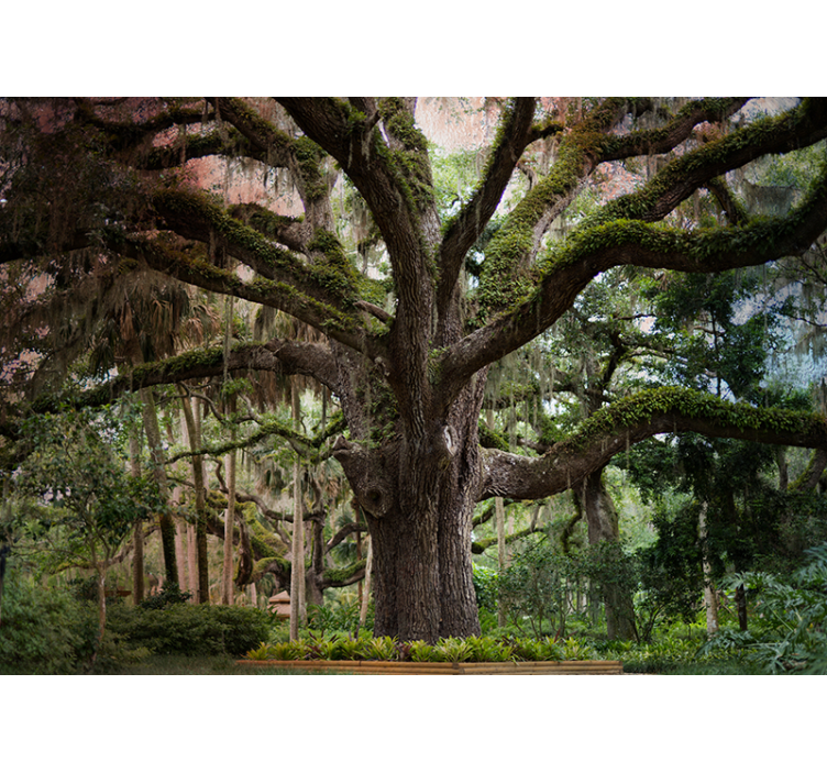 Majestic Oak Tree forest wall mural - TenStickers