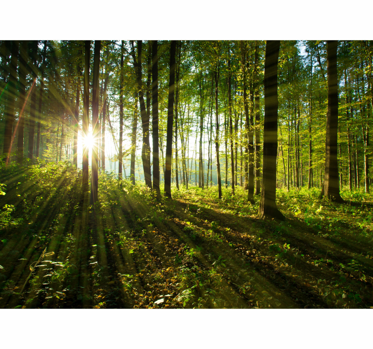 Sunny forest glow wall mural nature - TenStickers