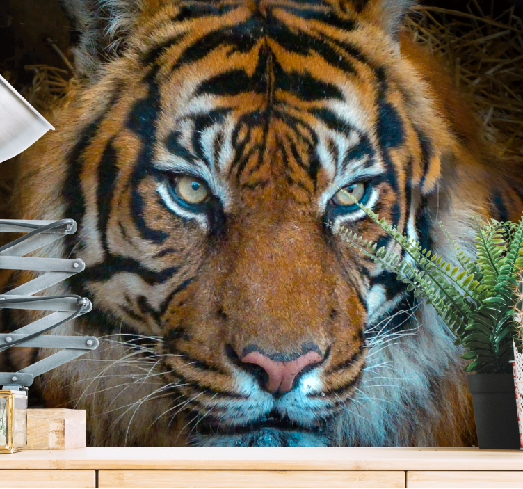 Animals wall mural regal tiger illustration - TenStickers