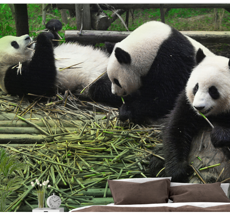 Playful Panda Family animals wall mural - TenStickers