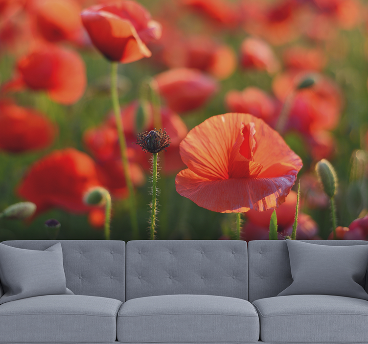 Bright red poppy flowers Wall Mural - TenStickers