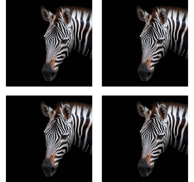 Modern coasters zebra head design - TenStickers