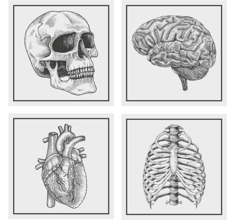 Geek coasters anatomical skull brain heart skeleton - TenStickers