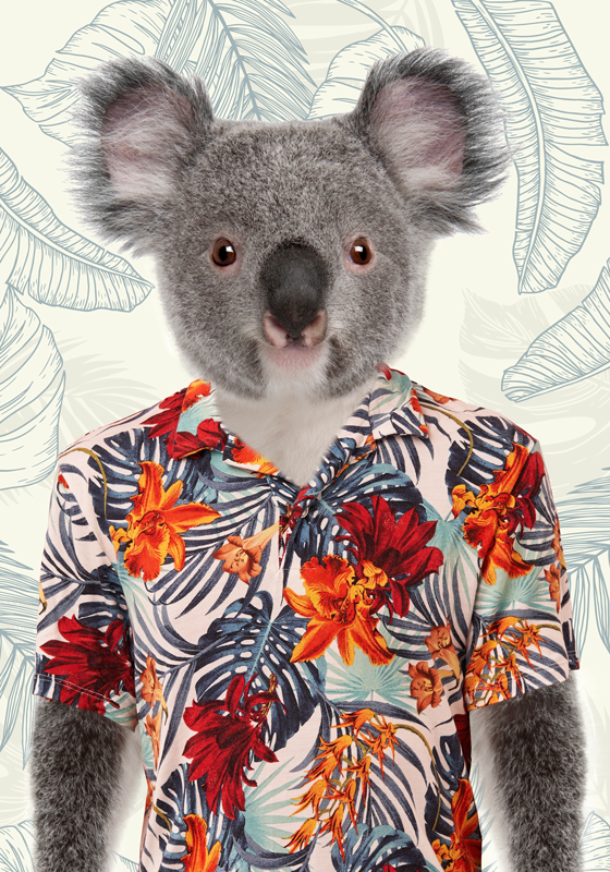 Elegant Koala An elegant koala is a koala with a graceful and sty - TenStickers