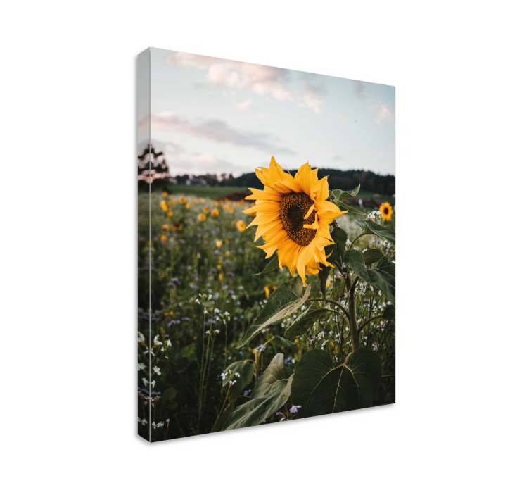 Sunflower Field Flowers  canvas - TenStickers