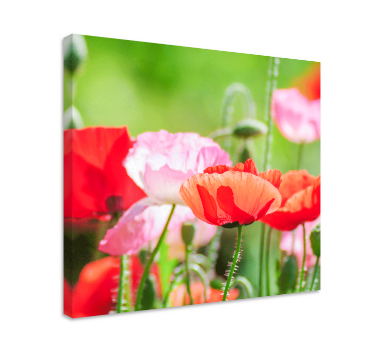 Flowers canvas colorful poppy bouquet - TenStickers