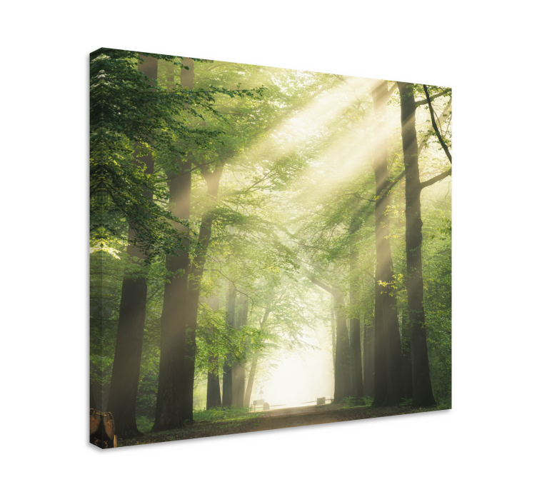 Green forest with the sun  landscape canvas - TenStickers