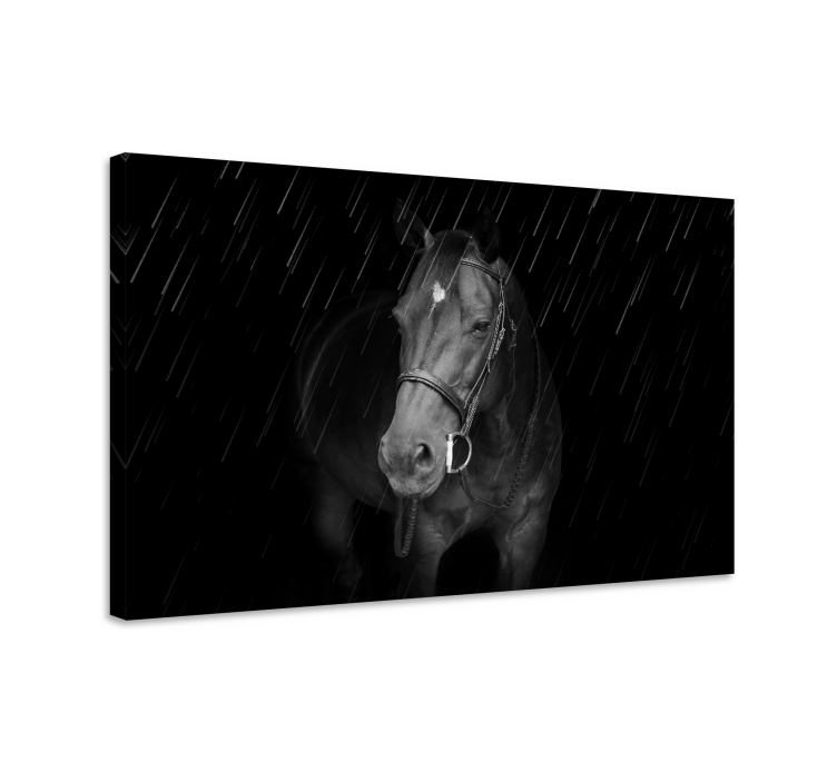 Horse wall art majestic black horse - TenStickers