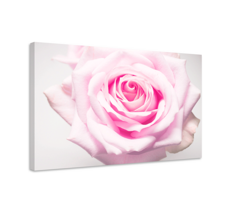 Flowers canvas blush rose bloom - TenStickers